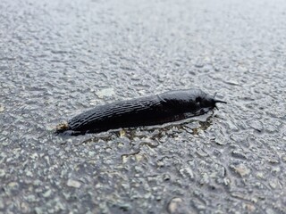 close up of a black snail on wet tarmac