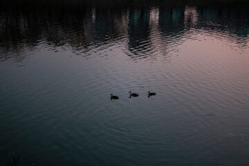 석양 지는 강에서 오리 세 마리