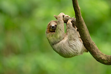 Brown-throated sloth (Bradypus variegatus) is a species of three-toed sloth found in the Neotropical realm of Central and South America - Powered by Adobe