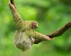 Brown-throated sloth (Bradypus variegatus) is a species of three-toed sloth found in the...