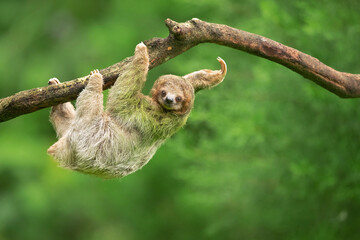 Brown-throated sloth (Bradypus variegatus) is a species of three-toed sloth found in the Neotropical realm of Central and South America - obrazy, fototapety, plakaty
