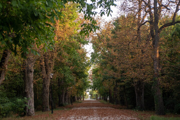 Autumn forest scenery with road of fall leaves & warm light illumining the gold foliage. 