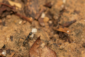 Ant carrying an egg and changing its place to protect it. Close up view. Macro photography.
