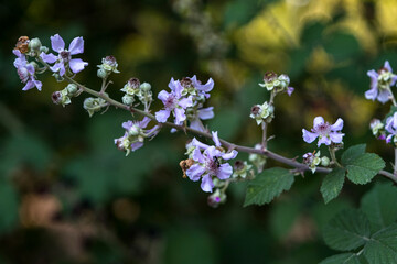 wild blackberry branch and flowers. Selective Focus flowers