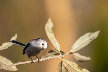 longtailed tit sitting on a twig