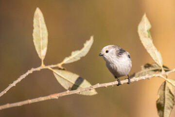 longtailed tit sitting on a twig