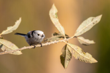 longtailed tit sitting on a twig