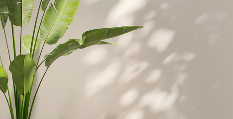 Healthy and beautiful tropical banana tree in dappled sunlight on blank beige wall for luxury...