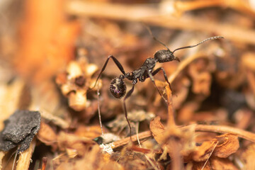 Close up view of an ant walking.
