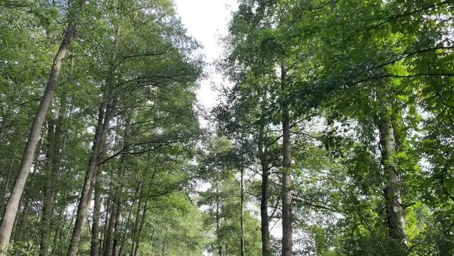 Kahnfahrt im Spreewald