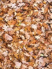 Background group autumn orange leaves.