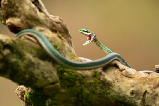 Leptophis ahaetulla, commonly known as the lora or parrot snake, is a species of medium-sized slender snake of the family Colubridae