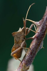 True bug (Coreus marginatus) on a plant