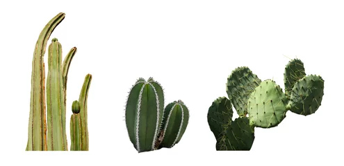 Fotobehang Cactus Set with different beautiful cacti on white background. Banner design