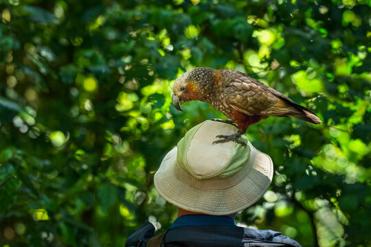 A cheeky New Zealand Kaka standing on a tourist&rsquo;s hat. Kapiti Island. New Zealand.