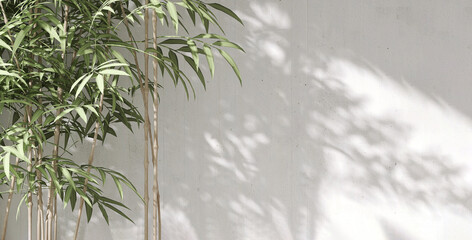 Healthy and beautiful tropical bamboo tree in dappled sunlight on blank white concrete wall for...