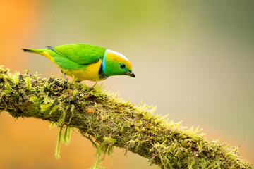 Golden-browed chlorophonia (Chlorophonia callophrys) is a species of bird in the family Fringillidae. It is found in Costa Rica and Panama. 