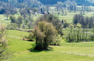 Around Weitenau in Margraves' land (Markgräflerland), district of Steinen, beautiful green meadow full of blossom trees 