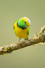 Golden-browed chlorophonia (Chlorophonia callophrys) is a species of bird in the family Fringillidae. It is found in Costa Rica and Panama. 