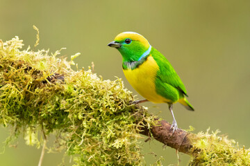Golden-browed chlorophonia (Chlorophonia callophrys) is a species of bird in the family Fringillidae. It is found in Costa Rica and Panama. 
