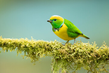 Golden-browed chlorophonia (Chlorophonia callophrys) is a species of bird in the family Fringillidae. It is found in Costa Rica and Panama. 