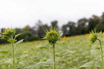 Selective focus of a sunflower in a field