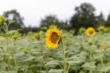 Selective focus of a sunflower in a field
