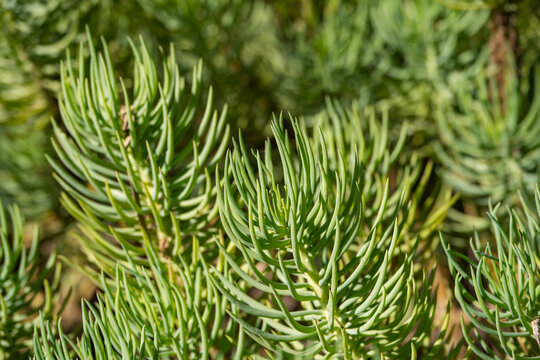 Close-up of Senecio Succulents (Ragworts)