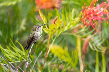 Anna's Hummingbird (Calypte anna) perched on a tree and sings.