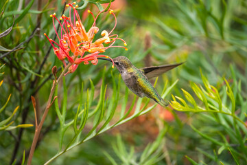 Anna's Hummingbird drinks nectar from Grevillea flower. Wildlife photography.