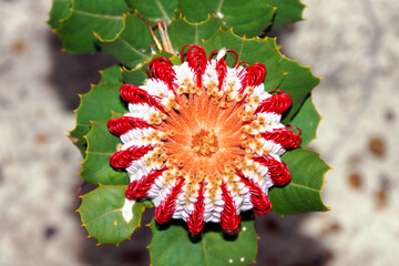 Red and white flower of the scarlet Banksia (Banksia coccinea), Western Australia, view from above