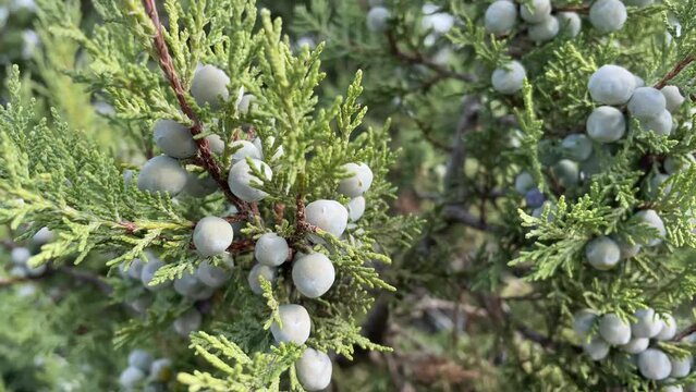 Juniperus excelsa with blue berries, Greek juniper, evergreen branch of a tree, bright close-up view of the sea.