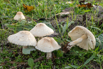 Lepiota cristata. Group of smelly Lepiota mushrooms with dew among the vegetation.