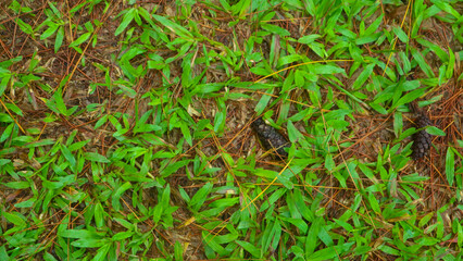 fallen pine-cones on the ground with green grass in the background