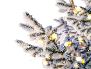 Natural coniferous branches in hoarfrost with lights and snow Cutout. Festive Christmas Tree close-up
