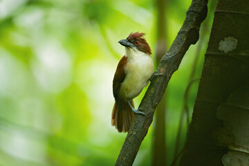 Great antshrike (Taraba major) is a passerine bird in the antbird family, Thamnophilidae. It is the only member of the genus Taraba.