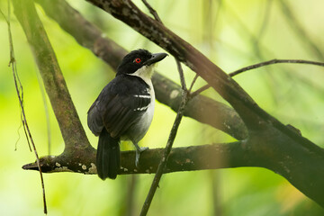 Great antshrike (Taraba major) is a passerine bird in the antbird family, Thamnophilidae. It is the only member of the genus Taraba.