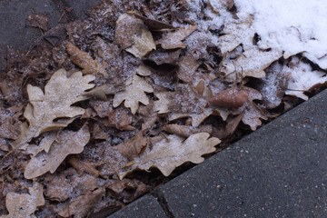 Last dry autumn leafs on melting snow street road top view. First snow. 