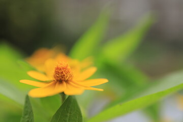 Beautiful yellow flowers on blurred background with bokeh and copy space. Autumn or summer festive natural background.