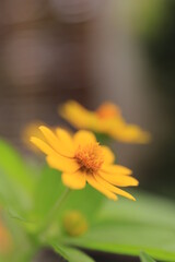 Beautiful yellow flowers on blurred background with bokeh and copy space. Autumn or summer festive natural background.