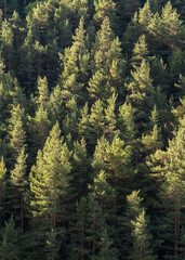 Scenic vertical landscape of pine forest on mountain slope in autumn morning light, Gincla, Aude, France