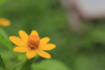 Beautiful yellow flowers on blurred background with bokeh and copy space. Autumn or summer festive natural background.