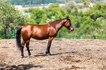 Obraz premium horse in the field