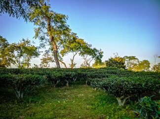 Fototapeta na wymiar Tea plantations in Sreemangal tea garden, Bangladesh. Beautiful tea plantations landscape beauty.