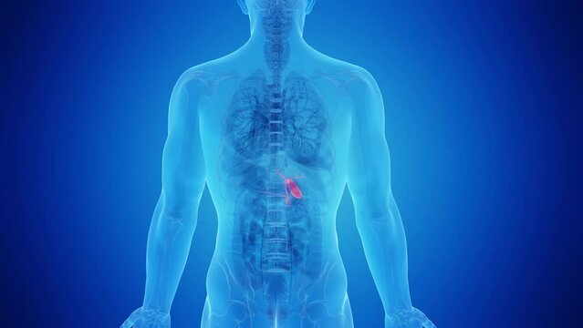 3d rendered medical animation of male human's cholecyst.