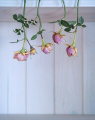 Kleine Rosenblüten getrocknet, hängend