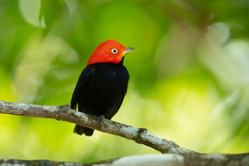 Red-capped manakin (Ceratopipra mentalis) is a species of bird in the family Pipridae.