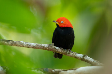 Red-capped manakin (Ceratopipra mentalis) is a species of bird in the family Pipridae.