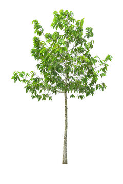 Green treen isolated on white