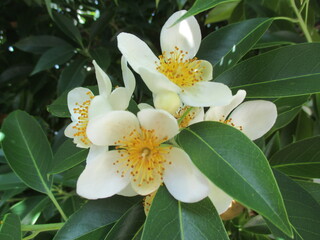 初夏に美しい白い花を咲かせたヒメツバキ（Schima wallichii）